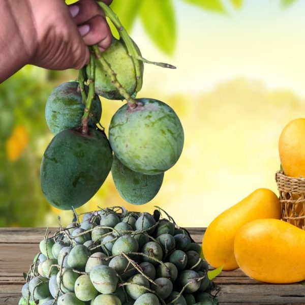 Himsagar Mango