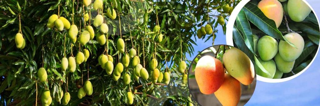 Rajshahi Finest Mango Rajshahi Finest Mango