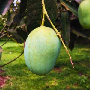 Langra Mango