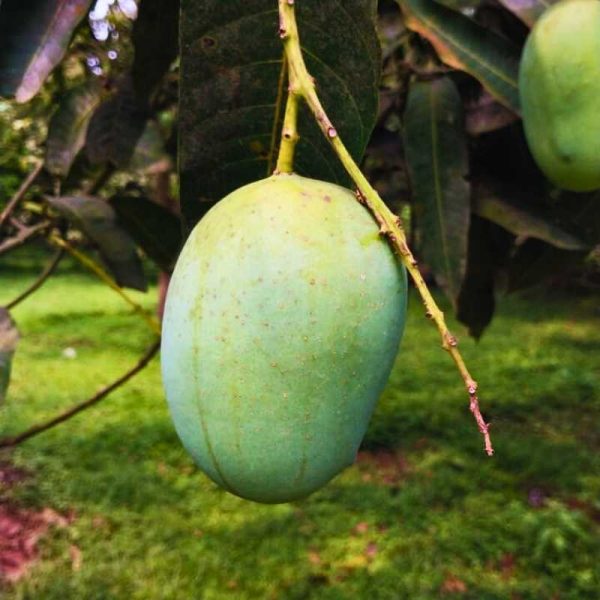 Langra Mango