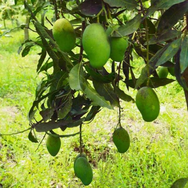 Amrapali Mango