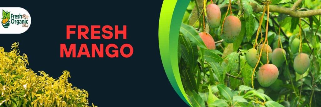 Best Mango of Rajshahi Best Mango of Rajshahi